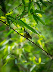 Green colour common Iora bird in the jungle on a tree with natural view background, selective focus images.