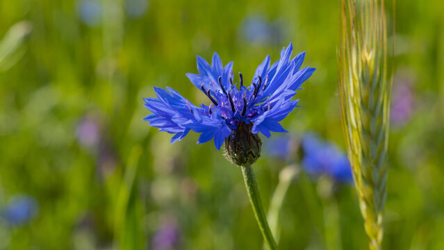 Błękitny kwiat chabru obok kłosa zboże w zieleni.