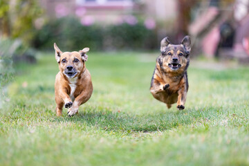 Two small dogs competing in who will be faster to reach their owner