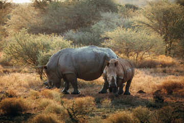 Fototapeta na wymiar rhino in the wild