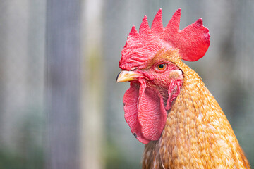 A head of a gorgeous rooster with brown feathers