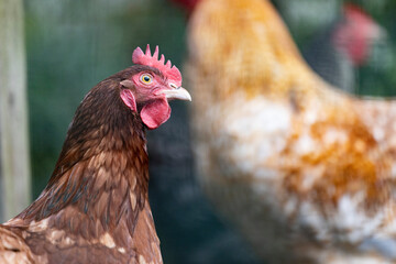 A profile of a brown hen amongst other hens