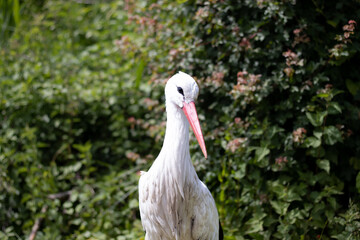 Close-up of a curious stork in front of a green, lush background