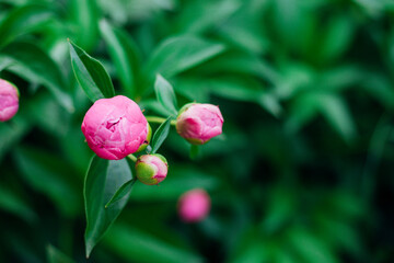 Close-up of a budding pink peony. Green natural background. Beautiful bokeh.