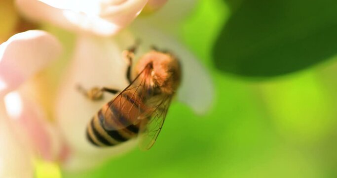 Honey bee collects nectar on acacia flowers close-up selective focus