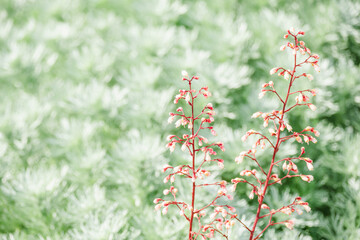 ピンク色のヒューケラ