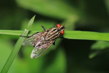 calliphora vicina flcalliphora vicina fly macro photoy macro photo