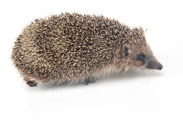 Erinaceus europaeus. Common European hedgehog on a white background