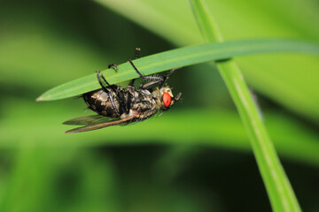 calliphora vicina fly macro photo