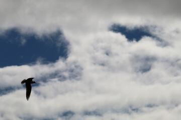 A bird at a nature reserve in Lunt in Liverpool, Merseyside. The photo has been taken during the summer.