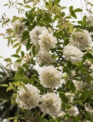 Bush of white roses grows in the garden