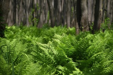 Landscape with a fern growing in the forest among the trees on a spring day close-up.