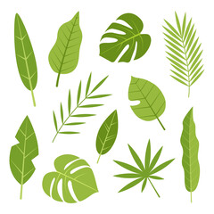 Tropical leaves. Botanical set. Vector illustration in flat cartoon style.