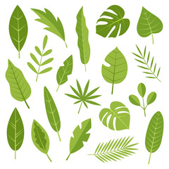 Fototapeta na wymiar Collection of exotic tropical leaves. Botanical decor. Flat vector illustration isolated on white background.