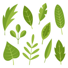 Collection of simple leaves. Design template. Flat vector illustration isolated on white background.