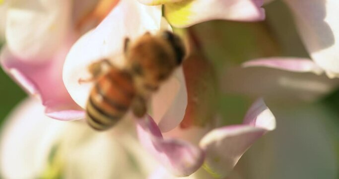 Honey bee collects nectar on acacia flowers close-up selective focus