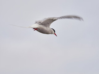 Charrán Ártico volando y en el suelo del Norte de Islandia