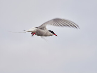 Charrán Ártico volando y en el suelo del Norte de Islandia