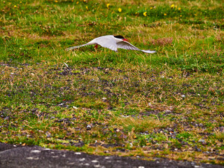 Charrán Ártico volando y en el suelo del Norte de Islandia