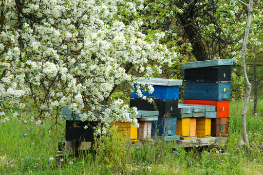 Several rustical old and colorful wooden beehives on the green meadow, standing under the bloosoming trees.