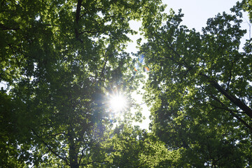 Fototapeta na wymiar The sun shining through a majestic green oak tree on a meadow, with clear blue sky in the background