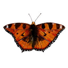 butterfly watercolor illustration
