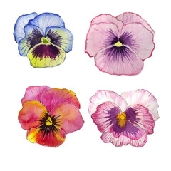Watercolor set of flowers, multicolored pansies