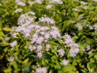 wild flowers