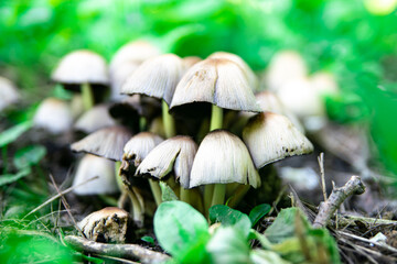 Edible mushrooms in a forest on green background