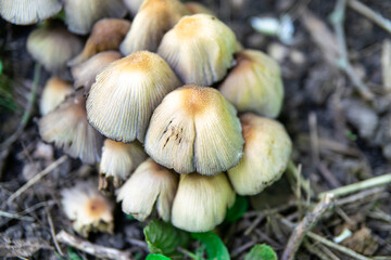 Edible mushrooms in a forest on green background