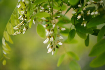 Spring Flowers