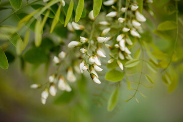 Spring Flowers