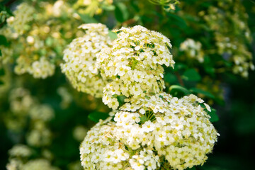 White elderberry flowers at a bush with green leaves. Blur background.