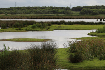 A beautiful landscape shot at Lunt Nature reserve in Merseyside. Home to the famous barn owl. This...