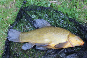 Kapitale Schleie im Keschernetz