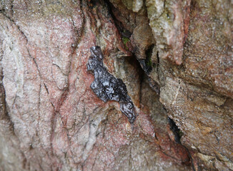 Selective focus raw cassiterite metallic ore of tin stuck on rock. Natural mineral from geological.