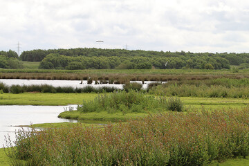 A beautiful landscape shot at Lunt Nature reserve in Merseyside. Home to the famous barn owl. This...