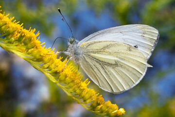 The green-veined white (Pieris napi)  on goldenrod flowers, close-up.
