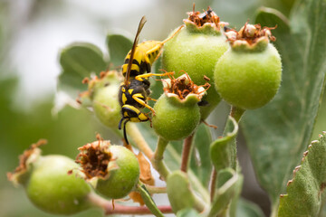 German wasp (Vespula germanica) on unripe green hawthorn berries