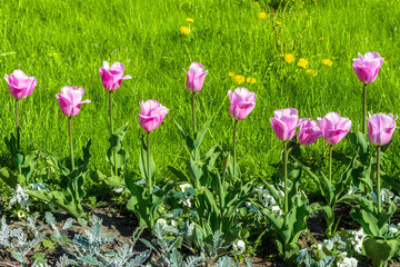 Pink tulip buds on a background of green grass on a bright sunny day.