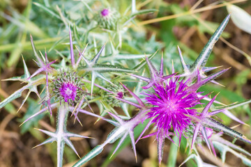 Syrian thistle (Notobasis Syriaca) flowerhead in bloom 