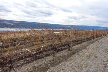 Fototapeta premium Wine vineyards in winter