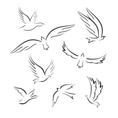 The bird is flying. Black outline, line. Vector