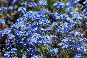 Obraz premium kleine blaue Blüten von Vergissmeinnicht