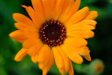FU 2021-08-08 WanderHonLinz 409 Blüte einer orangenen Blume