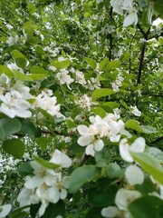 Blossoming apple tree #1