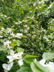 Blossoming apple tree #2