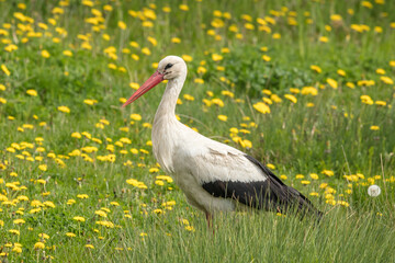 storch