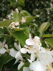 Blossoming apple tree #3