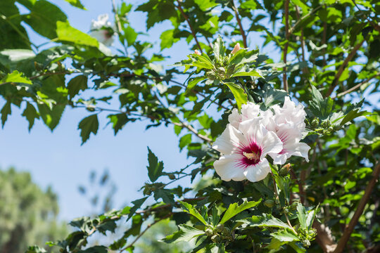 White Hibiscus Syriacus Flower And Tree